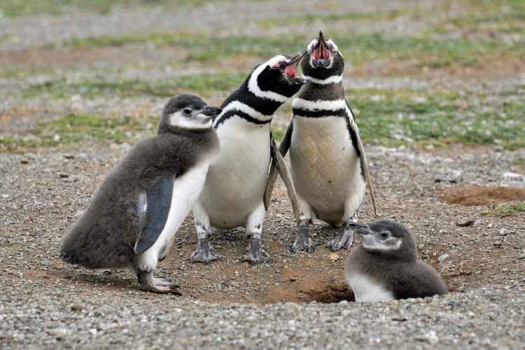 two white and black adult penguins near two penguin chicks